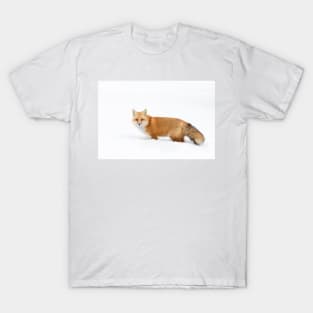 Red Fox - Algonquin Park T-Shirt